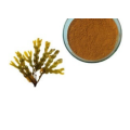 selling kelp extract 10% fucoxanthin