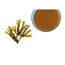 selling kelp extract 10% fucoxanthin