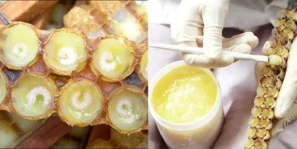 Lyophilized Royal Jelly Freeze Dried Royal Jelly Powder