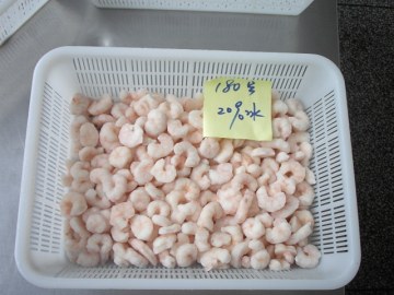 Frozen Pud Red Shrimp Solenocera Melantho för Spanien