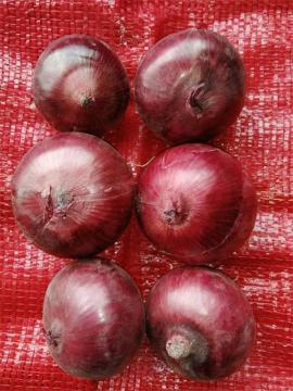 Cipolla rossa fresca buona sana