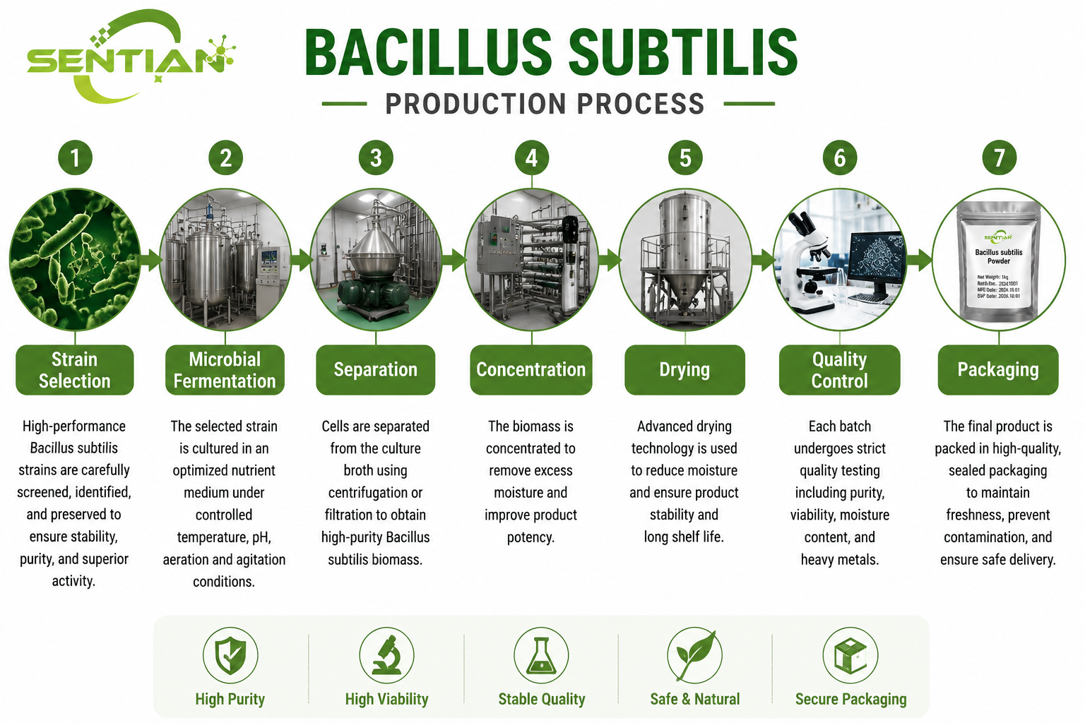 Bacillus subtilis（1）