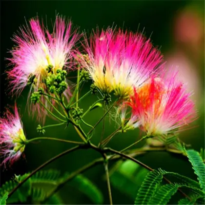 Albiziae Flos Hehuan hua Albizia julibrissin Flos