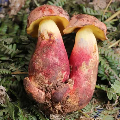 Wild Boletus Mushrooms (Boletus edulis)