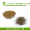 Scutellaria Barbata Powder Barbed Skullcap Extract