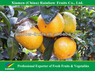 Citrus fruit fresh mandarin orange