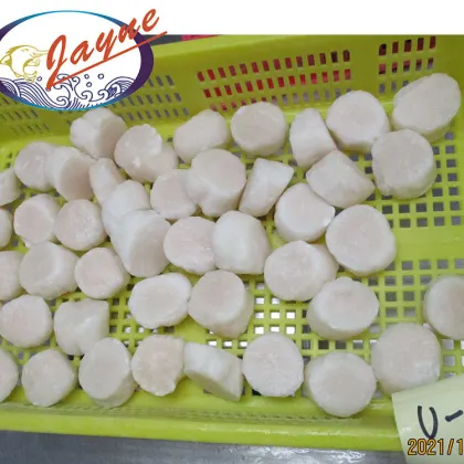 Nutrition Tasty Quick Frozen Sashimi Sea Shellfish Scallop Meat