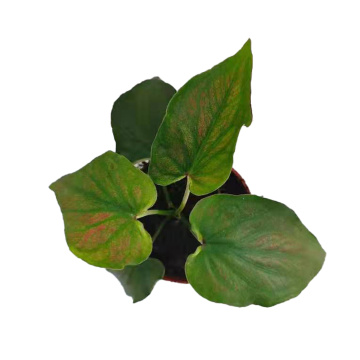 caladium c9 with fast delivery