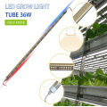 ใหม่ล่าสุด PPFD LED Grow Lights Horticulture