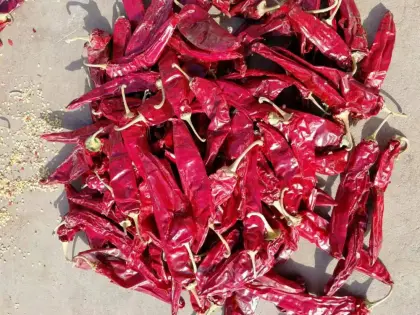 Dry Hong Long 23 Paprika Pods