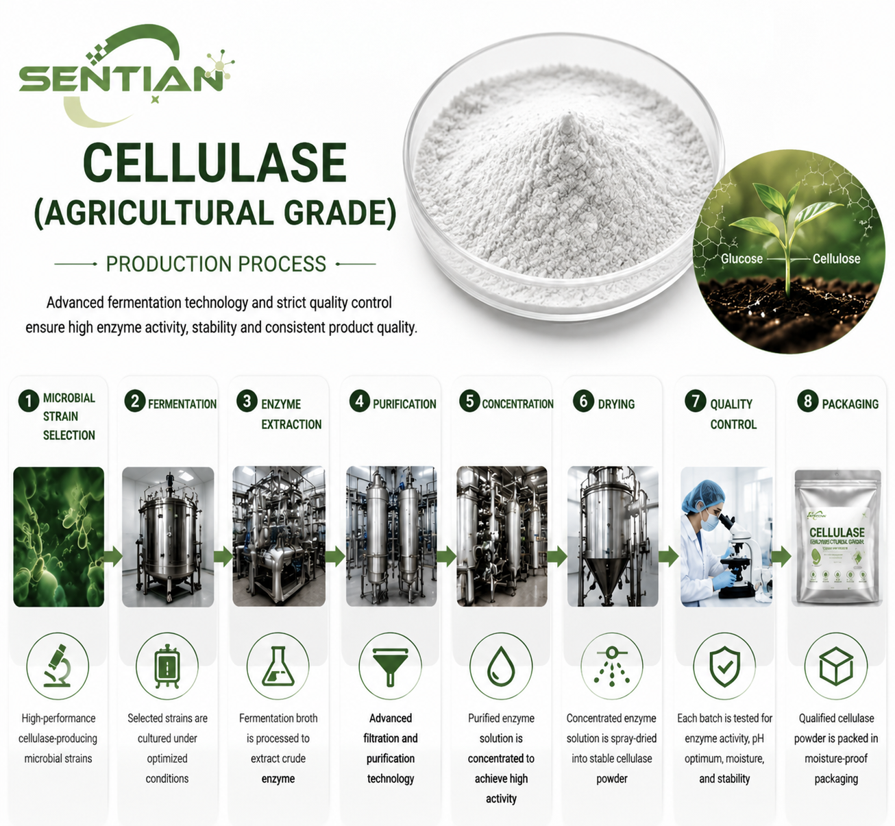 Cellulase3 Cellulase3