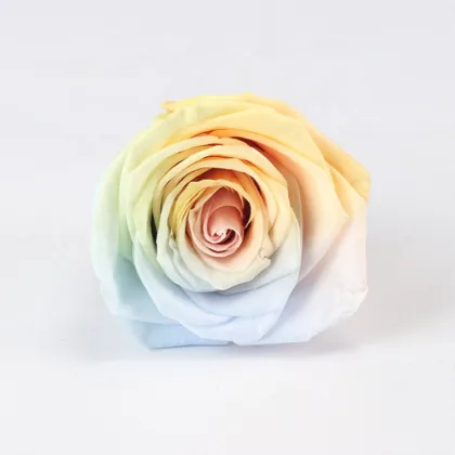 Kunming Factory Rainbow Preserved Forever Rose 56cm Everlasting Flower