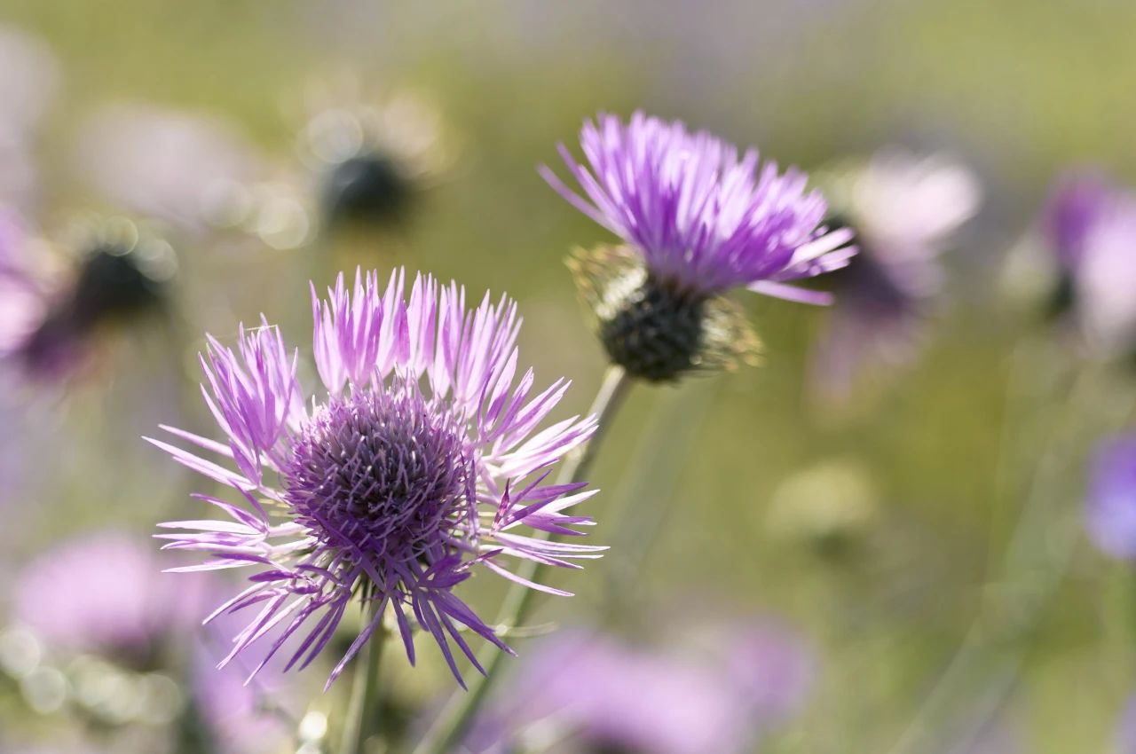 Milk thistle (1)