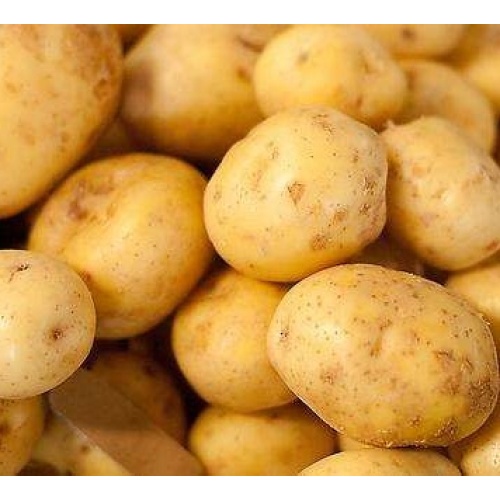 Gelbe große Fresh Holland Kartoffel mit gutem Geschmack