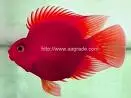 aquarium fish,tropical fish,blood parrot,