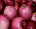 Wholesale organique oignon rouge frais