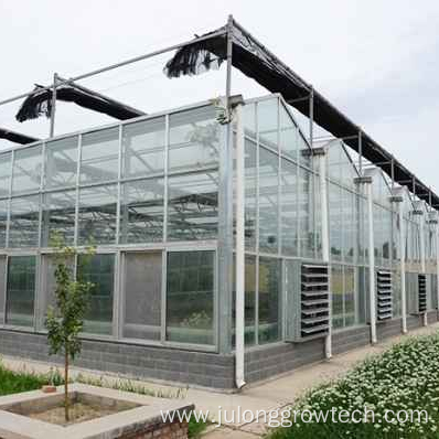 tomato agricultural glass greenhouse planting