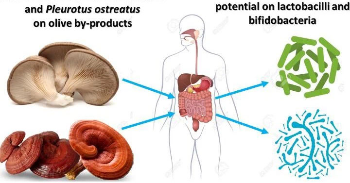 Ganoderma-Extract