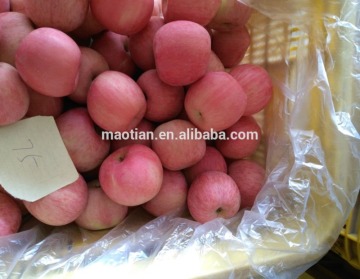Rosy Blush Nueva temporada Fuji Apple