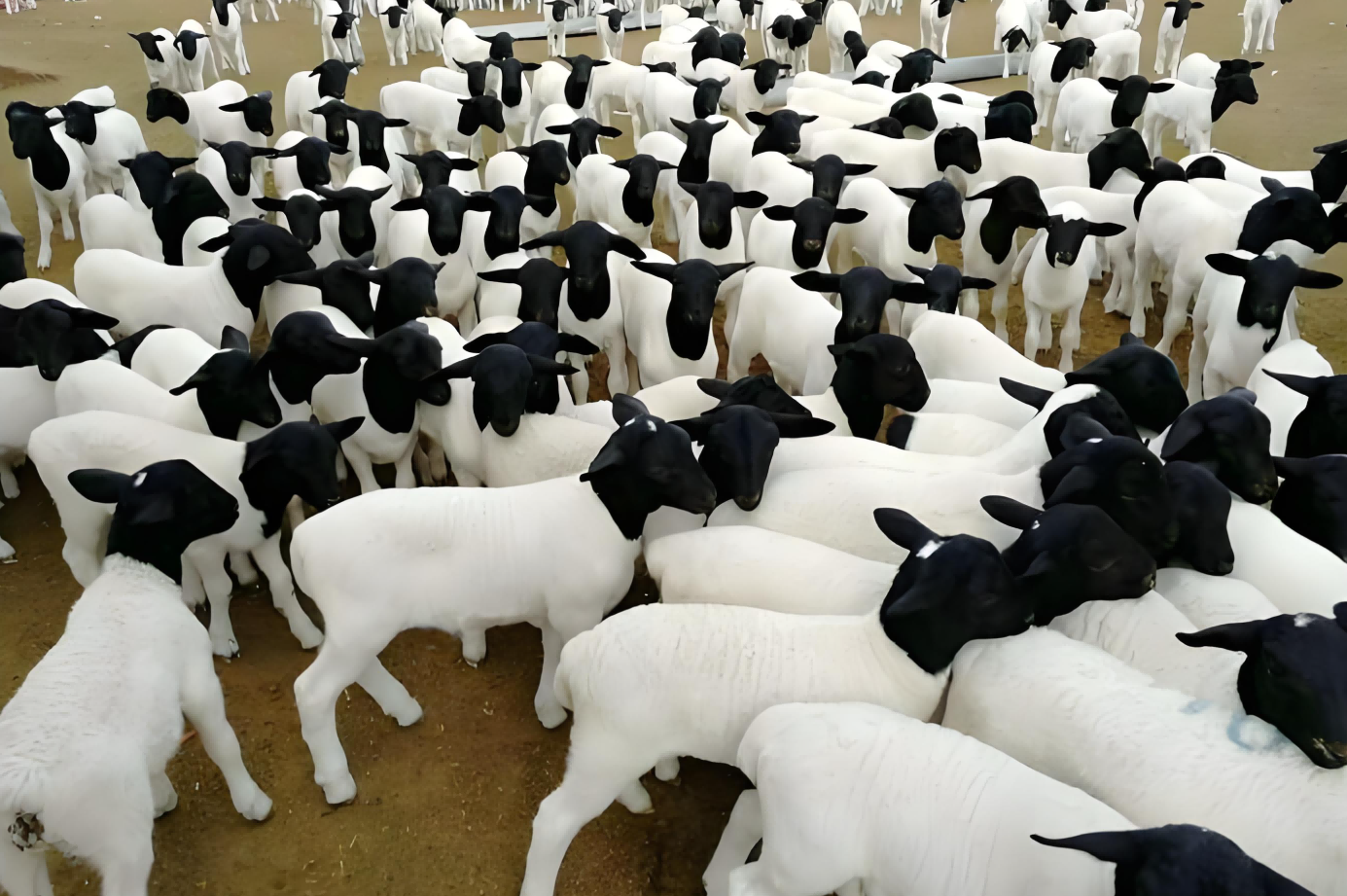 portable ultrasound machine for goats