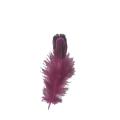 Feather di fagiano tinto di vendita calda