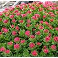 Rhodiola Rosea Extract Salidrosides Rosavin 5%