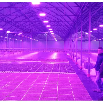 Newest Greenhouse Grow Led Lights 300w,Vegetative 300w Led Grow Lights Grow Panel Grow Lamps