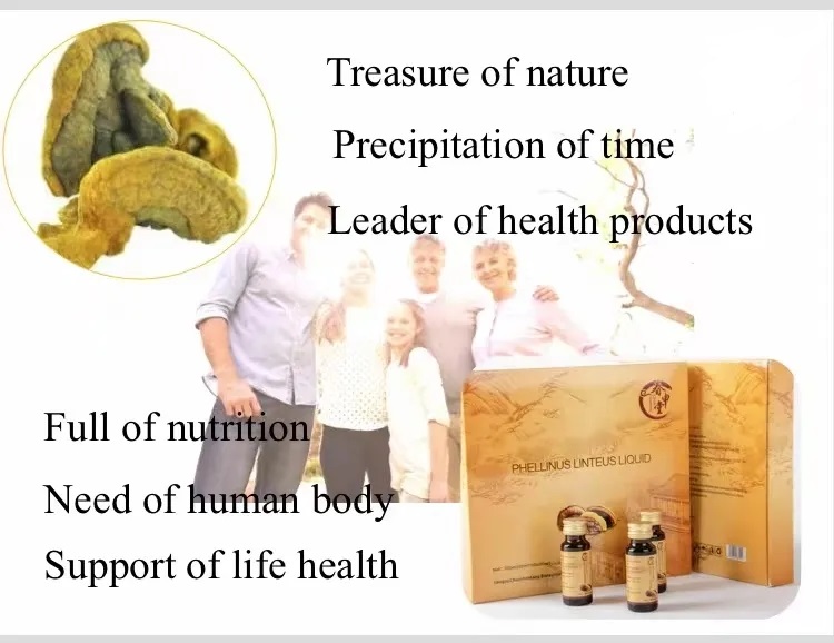 Healthcare Supplement Sugar Free Immune Support Phellinus Linteus Extract Energy Boost Phellinus Linteus Extract Oral Liquid