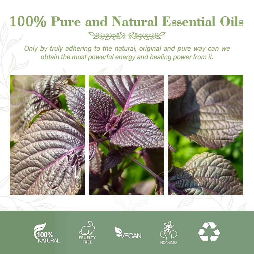 Pure organic sweet perilla essential oil at bulk price