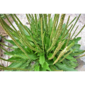 Herbal Semen Plantaginis Extract Powder