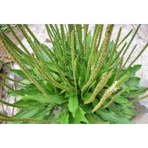 Herbal Semen Plantaginis Extract Powder