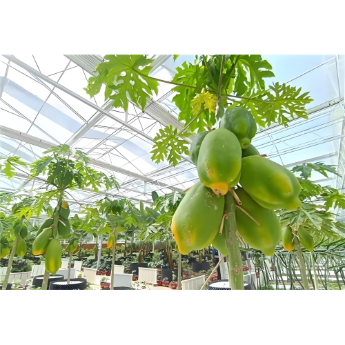 Top Quality Granular Soil Conditioner