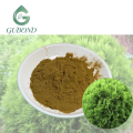 مستخلص Arborvitae للمكملات الغذائية