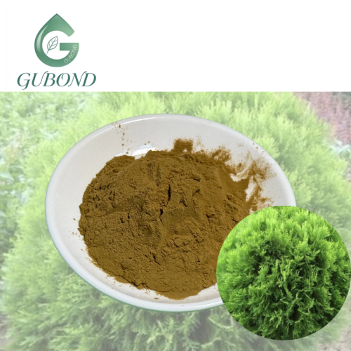 مستخلص Arborvitae للمكملات الغذائية
