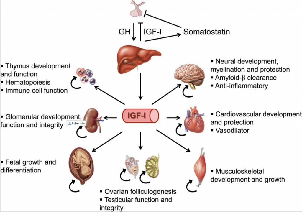 igf 1 lr3 dose