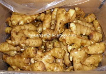 Fresh-kept ginger is saleing