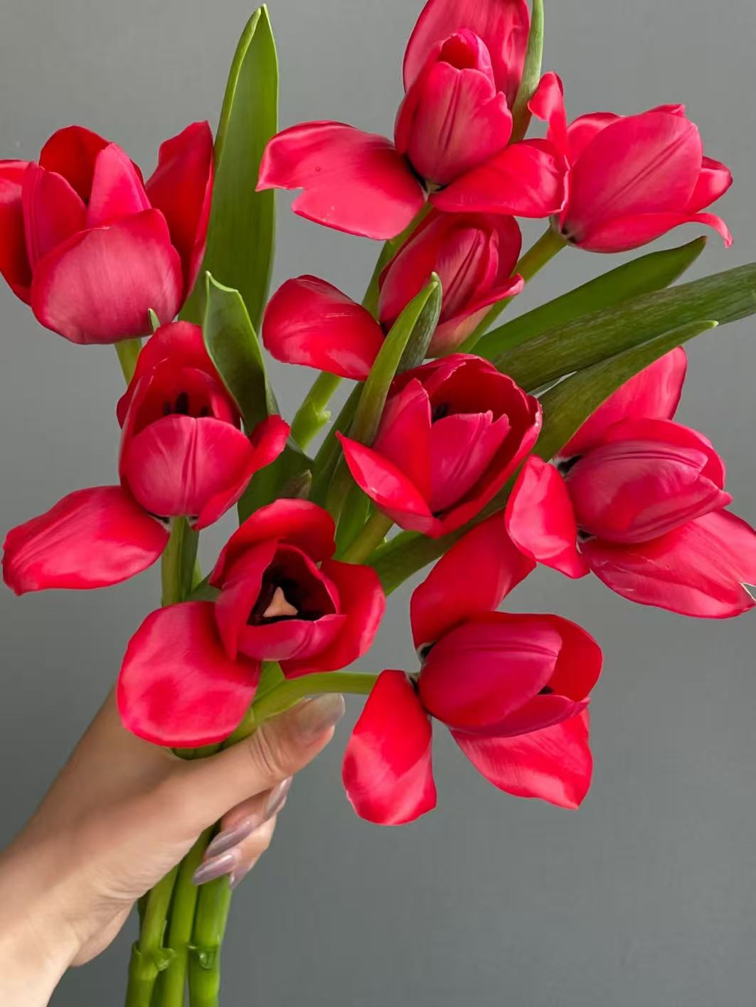 Fresh cut Banner Red Tulip3