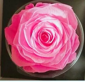 Best Gift: Forever Preserved Colorful Rose Bouquet