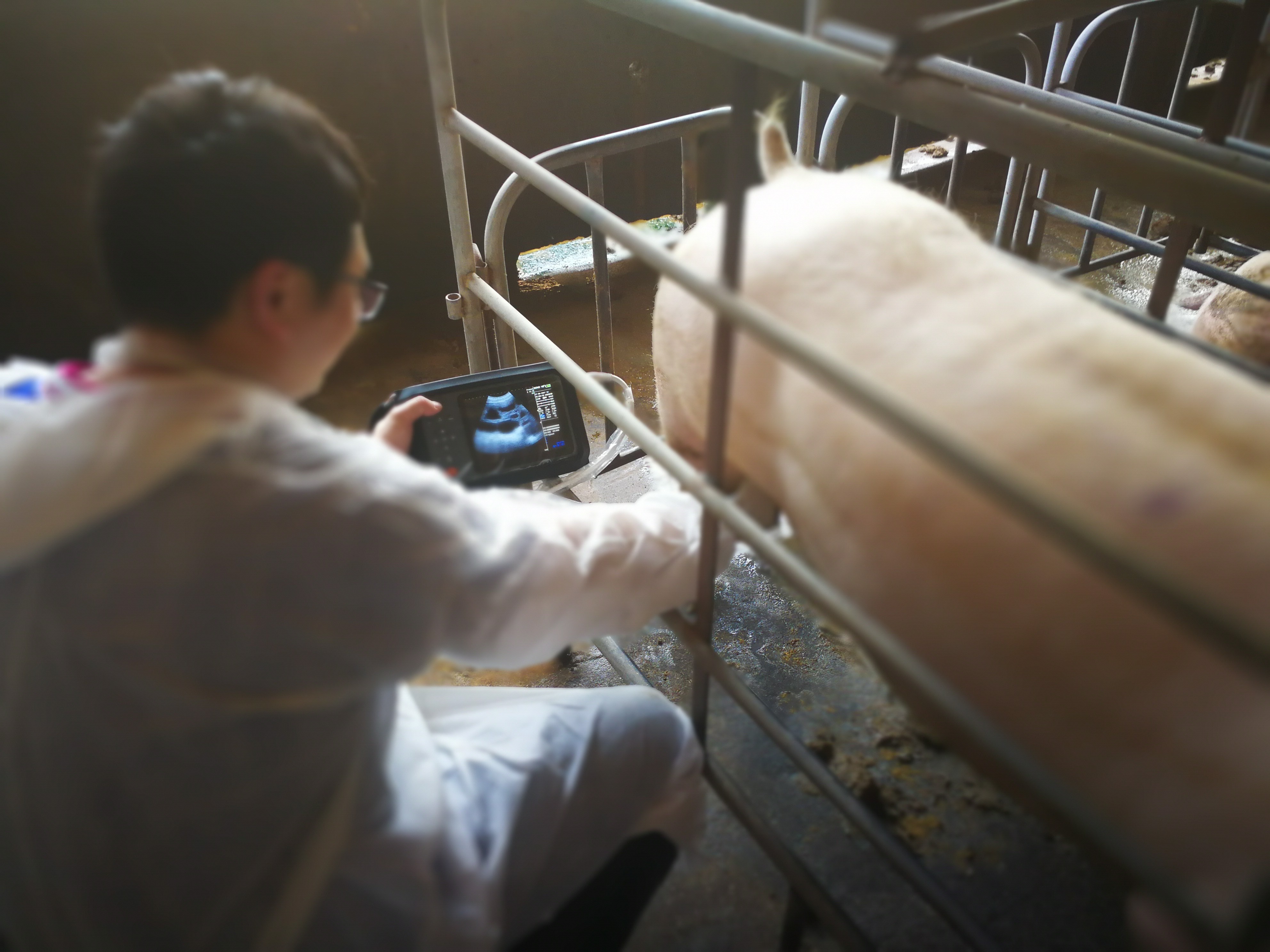 large animal ultrasound