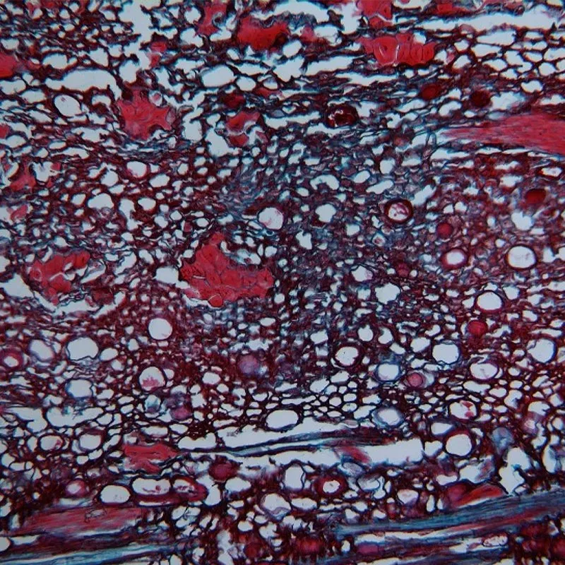 BestScope BS-2052AT Microscope