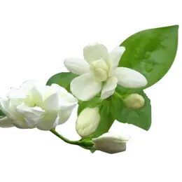 Concentrated Jasmine fragrance oil Bulk Wholesale Long Lasting Fragrance Oil For Soap Candle Shampoo Perfume Making