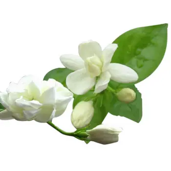 Concentrated Jasmine fragrance oil Bulk Wholesale Long Lasting Fragrance Oil For Soap Candle Shampoo Perfume Making