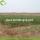 Acquirenti all&#39;ingrosso Natura Low Pesticide Goji Berries