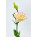 প্রিমিয়াম শ্যাম্পেন Lisianthus তাজা কাট ফুল 75cm দৈর্ঘ্য