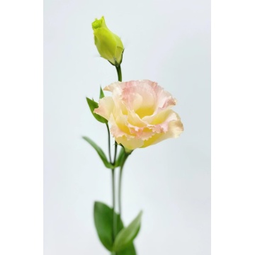 প্রিমিয়াম শ্যাম্পেন Lisianthus তাজা কাট ফুল 75cm দৈর্ঘ্য