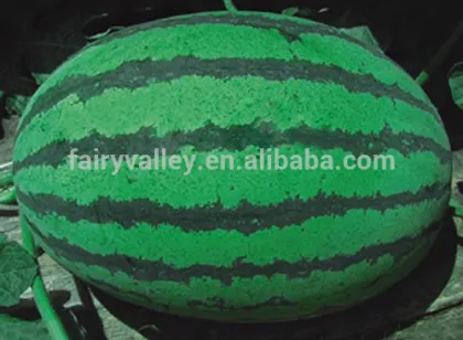 Hybrid big watermelon seeds For Growing-Zao Hua Xiang