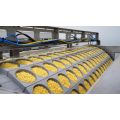 Linea di produzione di noodles istantanei fritti
