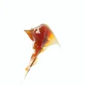 /msite/products/detail/productid/63047283/id/1518447.html