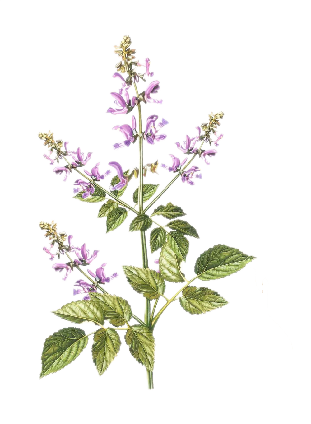 Salvia Miltiorrhiza