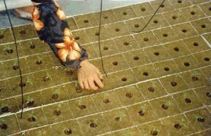 Rock Wool Hydroponic